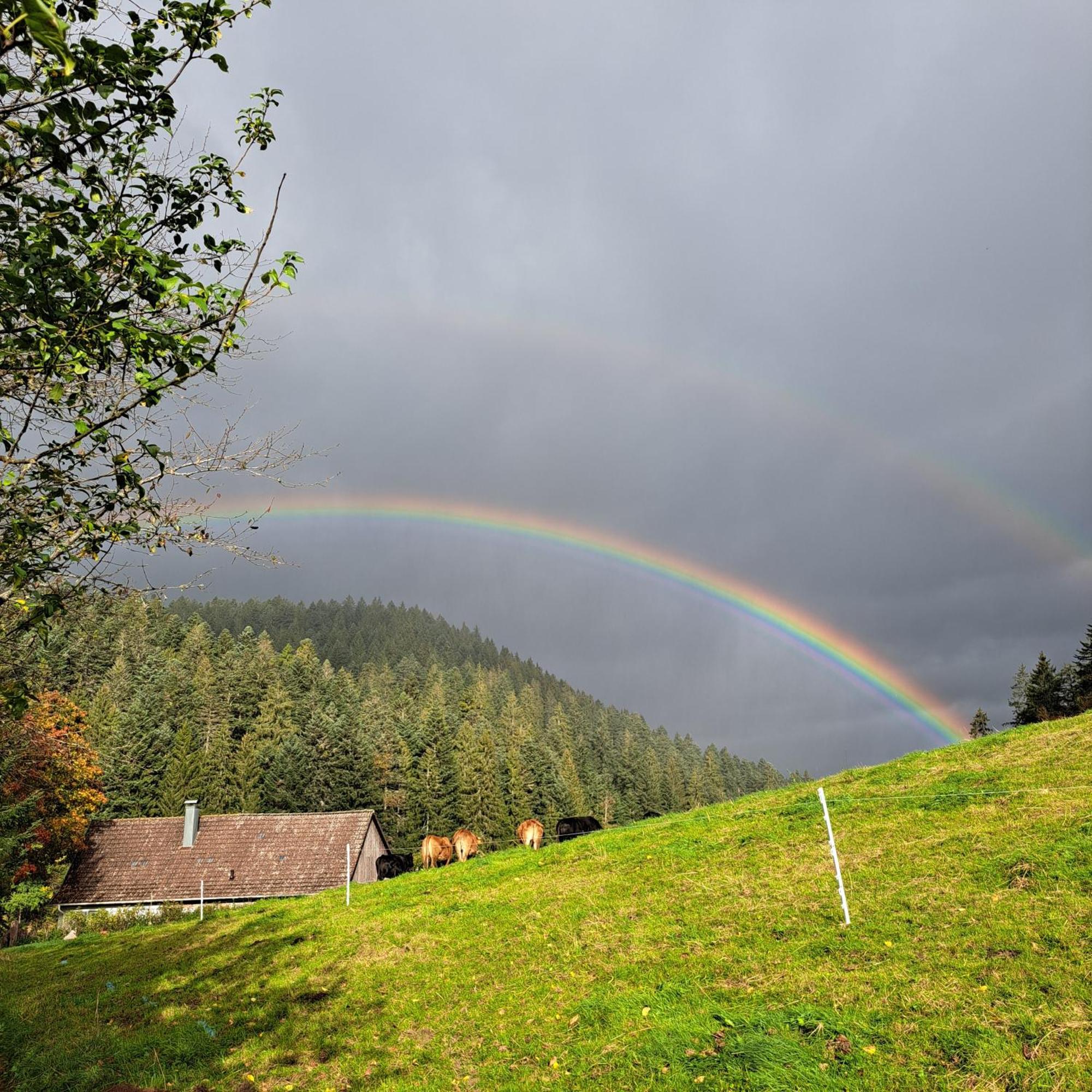 Ferienhaus Schwarzwald Seewald Erzgrube Badesee 100% Natur מראה חיצוני תמונה