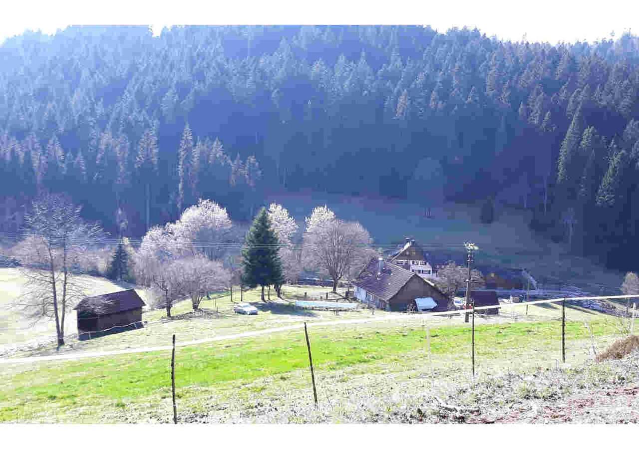 Ferienhaus Schwarzwald Seewald Erzgrube Badesee 100% Natur מראה חיצוני תמונה